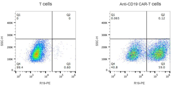(Cat. No. 500514) Rabbit Anti-Mouse FMC63 scFv Polyclonal Antibody, Biotin, 100 tests