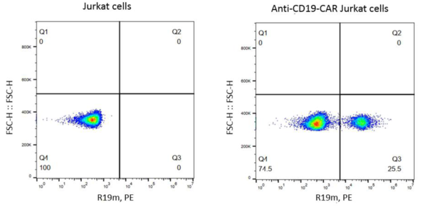 (Cat. No. 200105) Rabbit Anti-Mouse FMC63 scFv Monoclonal Antibody, PE, 25 tests