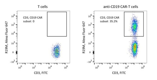 (Cat. No. 200101) Rabbit Anti-Mouse FMC63 scFv Monoclonal Antibody, Alexa Fluor 647, 25 tests