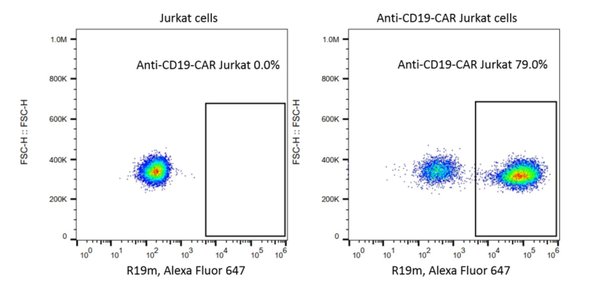(Cat. No. 200133) Rabbit Anti-Mouse FMC63 scFv Monoclonal Antibody, R19M, 1000 μg