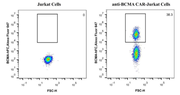 (Cat. No. 401501) Human BCMA / TNFRSF17 Protein, Fc Tag, Alexa Fluor 647, 100 tests