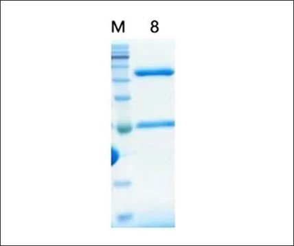 (Cat. No.  TL-102) Anti-human CD28 mAb, 500μg
