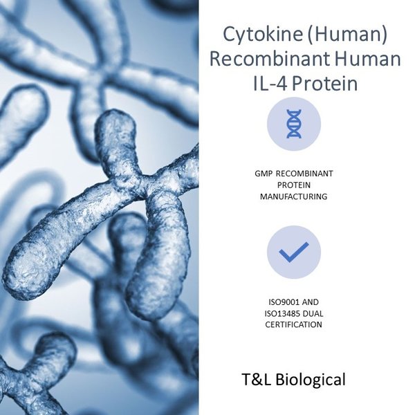 (Cat. No.  TL-301) Recombinant Human IL-4 Protein, 50μg
