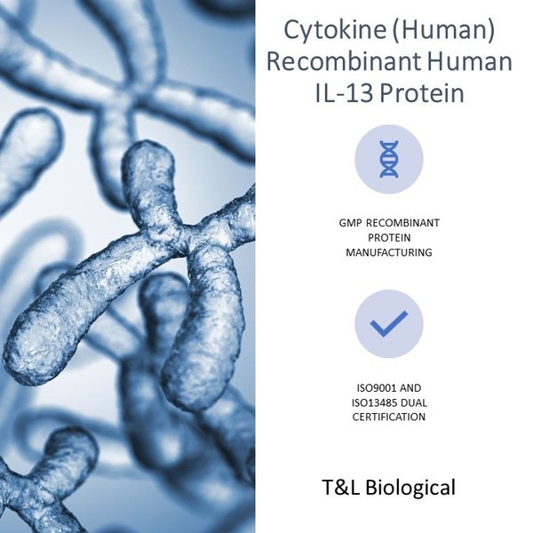 (Cat. No. TL-605) Recombinant Human IL-13 Protein, 50μg