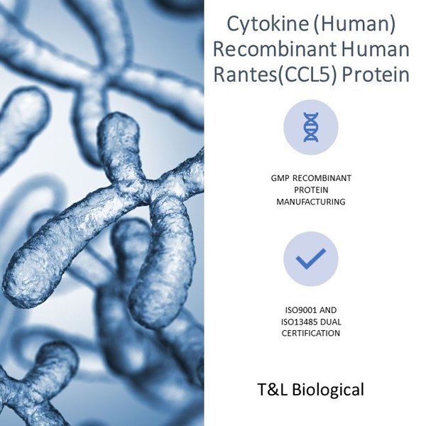 (Cat. No. TL-606) Recombinant Human Rantes(CCL5) Protein, 30μg