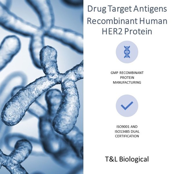 (Cat. No.  TL-734) Recombinant Human HER2 Protein, 50μg