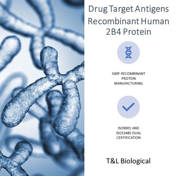 (Cat. No.  TL-697) Recombinant Human 2B4 Protein, 50μg