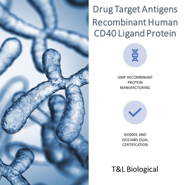 (Cat. No. TL-713) Recombinant Human CD40 Ligand Protein, 25μg